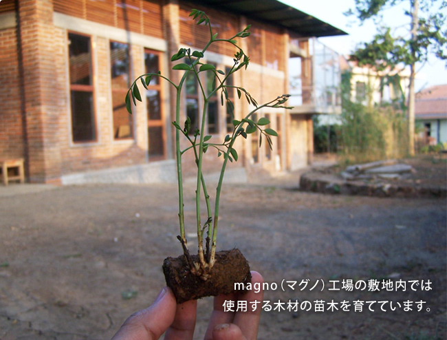 magno（マグノ）工場の敷地内では 使用する木材の苗木を育てています。