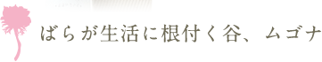 ばらが生活に根付く谷、ムゴナ