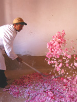 ニュージーランドの大自然。野の花にミツバチたちが戯れているのです。